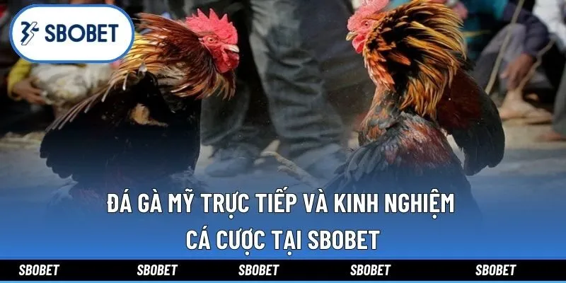 Đá Gà Mỹ Trực Tiếp Và Kinh Nghiệm Cá Cược Tại Sbobet
